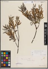 Foto von Salix eleagnos Scop.